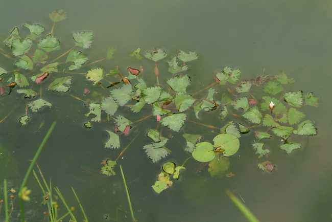 5.菱沉水性多年生水草,全株深绿色.