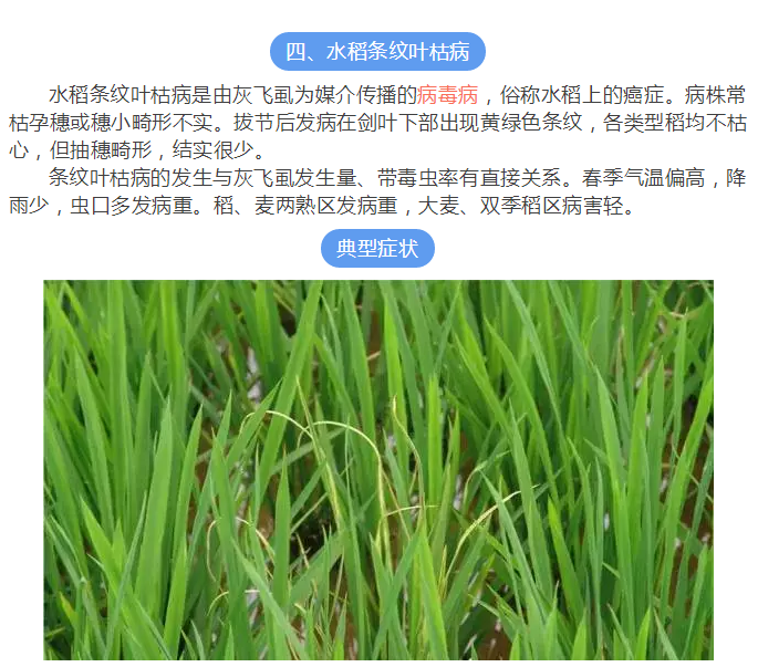 水稻病害高清图谱及防治措施