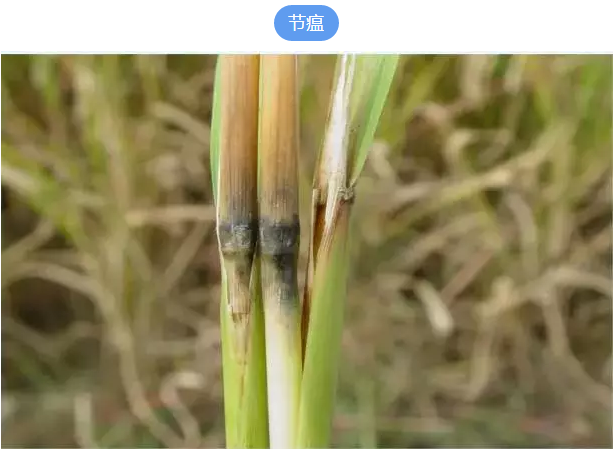 水稻苗床常见病害图片