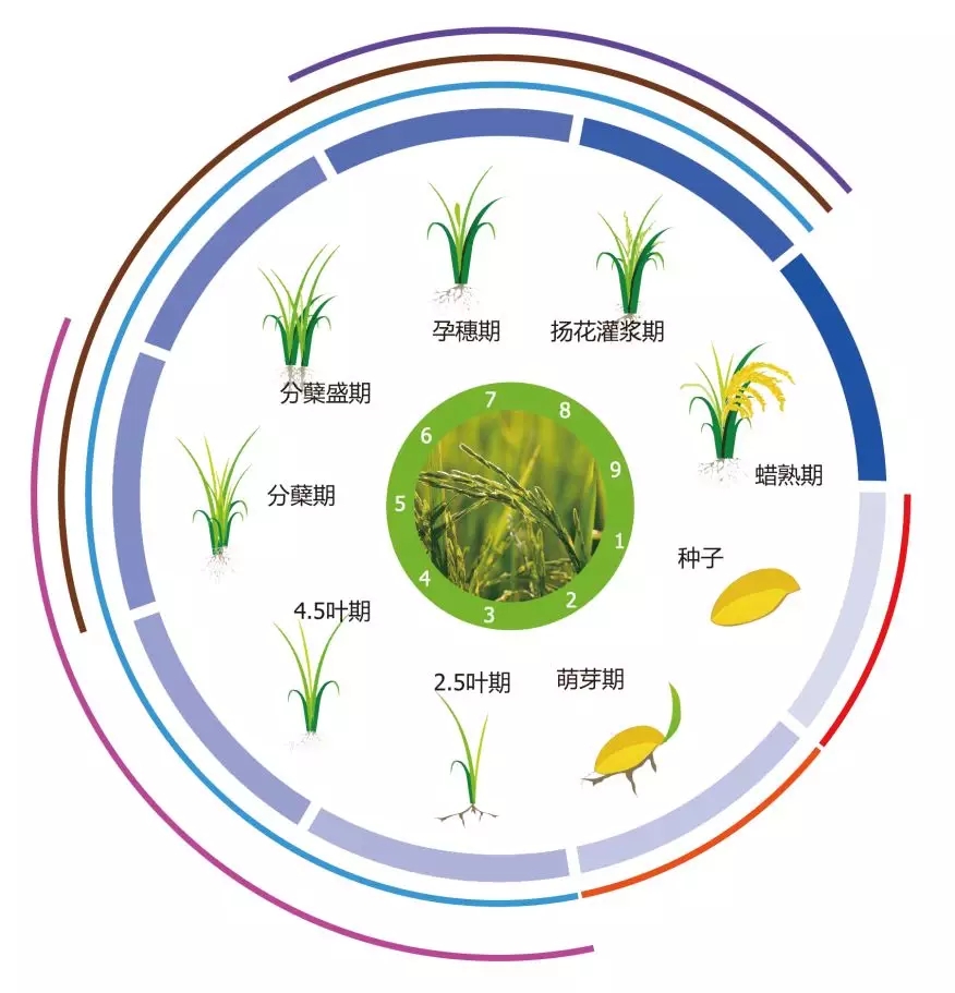水稻的生长过程 分解图片