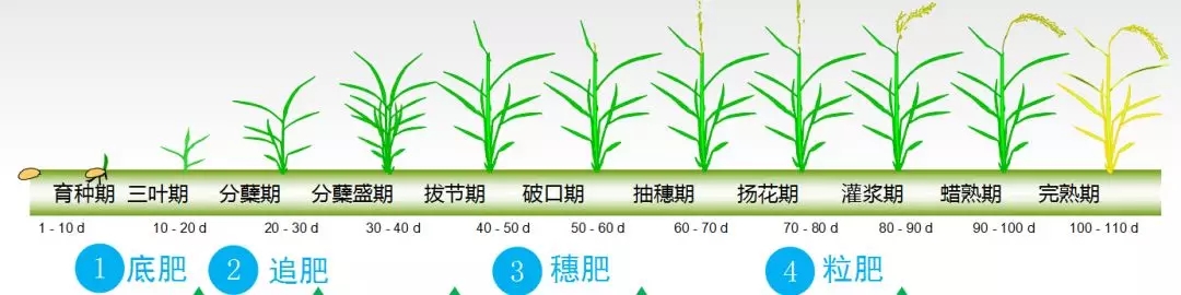水稻一生分六个阶段图片