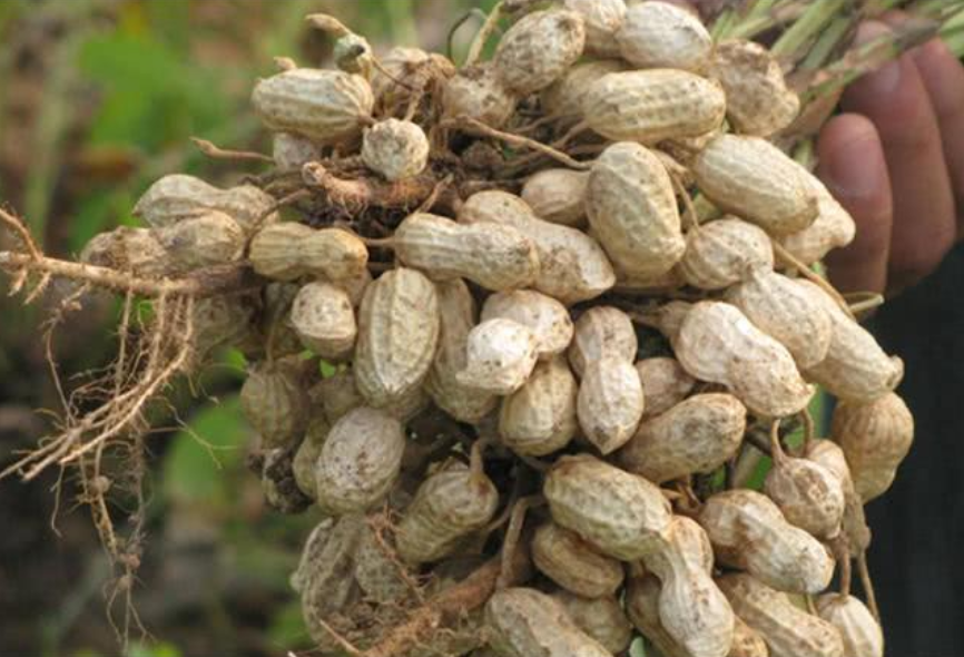 2020年夏花生生产技术指导意见