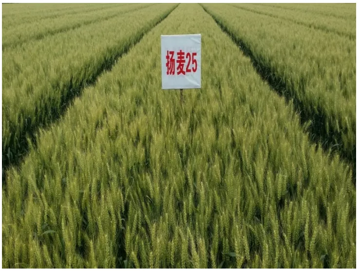 苏北十大小麦品种图片