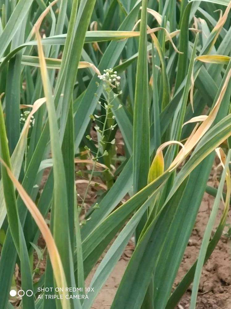 大蒜疫病的发病规律与特征?徐子友普通农户2022-04-07 09:54:12