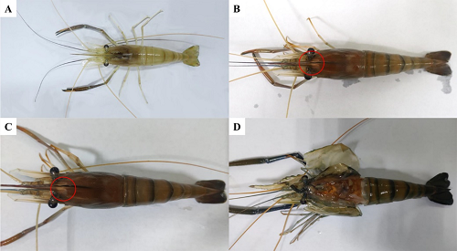 专家发布罗氏沼虾十足目虹彩病毒病发生情况及养殖注意事项